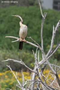 African Darter (Anhinga rufa)