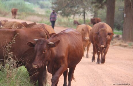 African cattle being hearded on Wine Farm tour