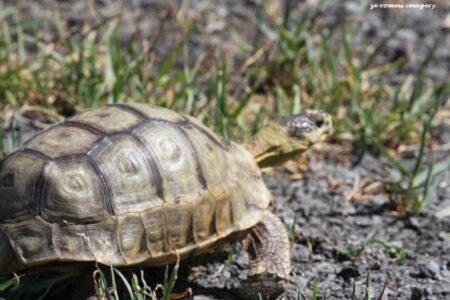 Angulate Tortoise [1] (Chersina angulata)