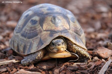 Angulate Tortoise [2] (Chersina angulata)