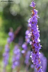 Aristea macrocarpo Blousuurkanol on Wildflower Photo Tour