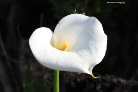 Arum Lily Cape Flower Photography Tour