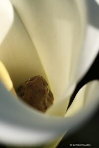 Arum Lily Frog (Hyperolius horstockii) [1]