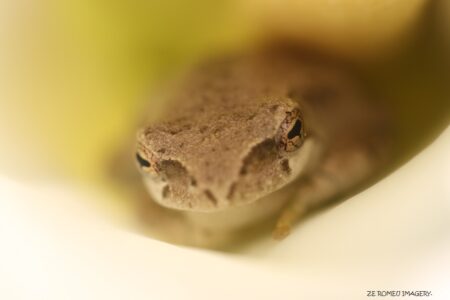 Arum Lily Frog (Hyperolius horstockii) [2]