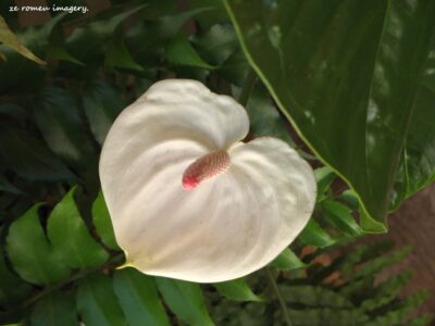 Arum Lily on Flower Photography Tour