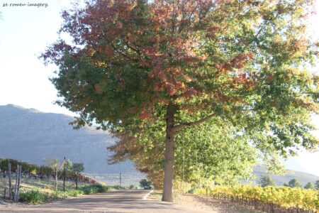 Atlas Swift Wine Farm Drive at Franschoek