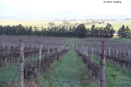 Ayama Wines [2], Paarl