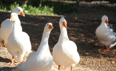 Beautiful Geese on Wine Farm