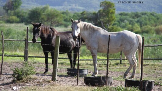 Beautiful Horses on a Wine Farm Tour