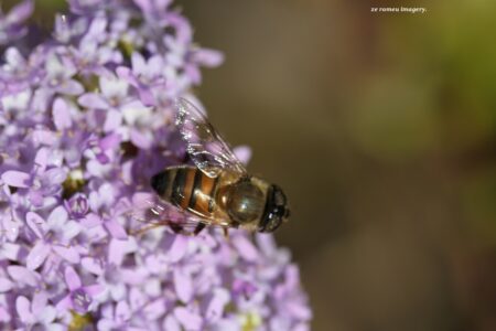 Bee on Flower on Flower Photograhy Tour