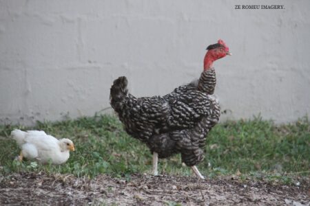 Bird Photography Chickens at Groote Post Wine Farm