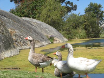 Bird Photography Ducks at Groote Post Wine Farm