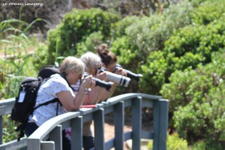 Bird Watchers Touring Intaka Island