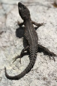 Black Girdled Lizard (Cordylus niger) on Constantia Nek Hike Black Girdled Lizard (Cordylus niger) on Constantia Nek Hike