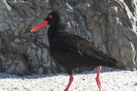 Black Oystercatcher ( Haematopus moquini ) at Blouberg Beach on Western Cape Wine Tour