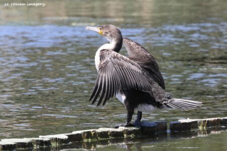 Black Reed Cormorant [1] (Microcarbo africanus) at Intaka Island