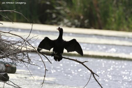 Black Reed Cormorant [2] (Microcarbo africanus) at Intaka Island.JPG