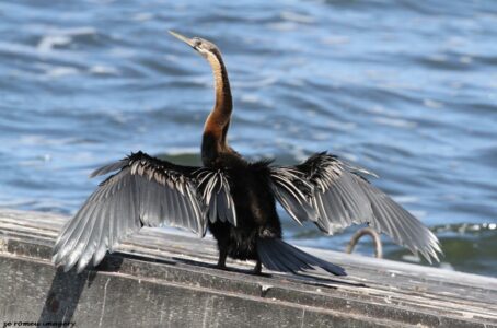 Black Reed Cormorant [3] (Microcarbo africanus) at Intaka Island