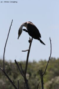 Black Reed Cormorant [4] (Microcarbo africanus) at Intaka Island
