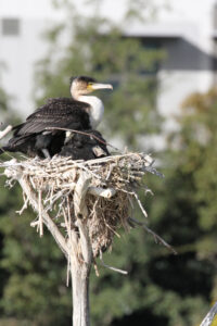 Black Reed Cormorant [5] (Microcarbo africanus) at Intaka Island