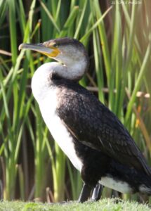 Black Reed Cormorant [6] (Microcarbo africanus) at Intaka Island.JPG