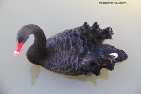 Black Swan at Ridge back wine farm tour