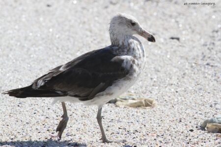 Blackbrowed Albatross ( Diomedea melanophris ) at Blouberg beach on Western Cape Tours