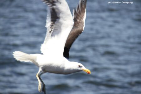 Blackbrowed Albatross ( Diomedea melanophris ) at Rietvlei wetlands on Western Cape Tour