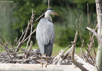 Blackheaded Heron [1], Intaka Island