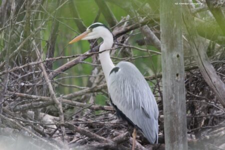 Blackheaded Heron [2], Intaka Island