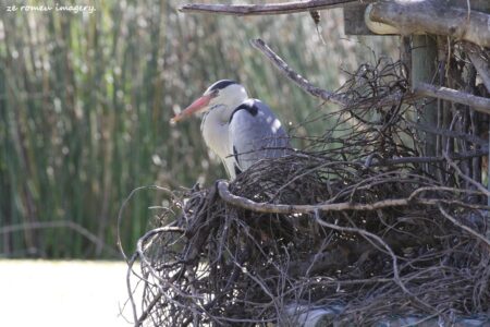 Blackheaded Heron on the Intaka Island Tour