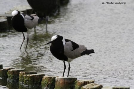 Blacksmith Lapwing {Plover} (Vanellus armatus) (2)