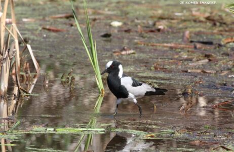 Blacksmith Lapwing {Plover} (Vanellus armatus) (3).JPG