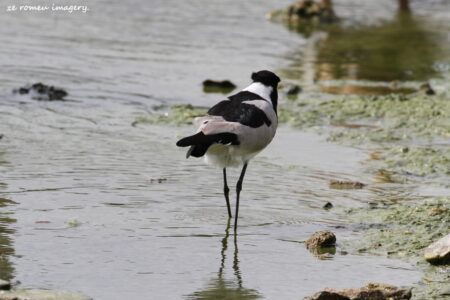 Blacksmith Lapwing {Plover} (Vanellus armatus)
