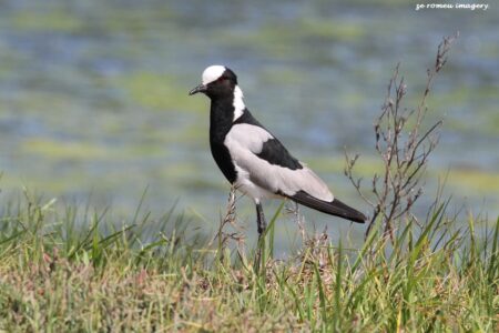 Blacksmith Plover (Vanellus armatus) Intaka Island
