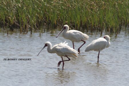 Blackwinged Stilt (Himantopus himantopus), Intaka Island