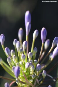 Blue Agapanthus africanus on Wildflower Photography Tour