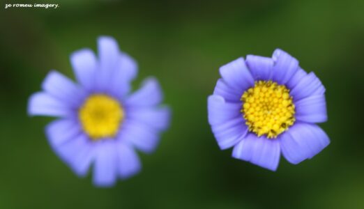Blue Daisy #1 Cape Floral Photo Tour
