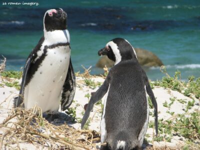 Boulders Penguin Colony Tour 02 Boulders Penguin Colony Tour 02