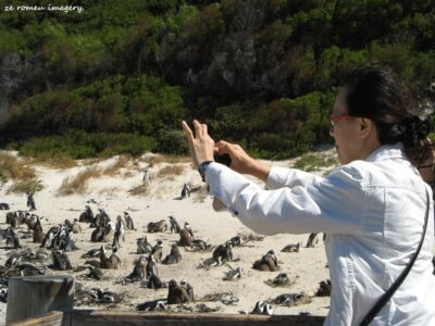 Boulders Penguin Colony Tour 03 Boulders Penguin Colony Tour 03