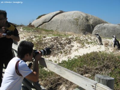 Boulders Penguin Colony Tour 04 Boulders Penguin Colony Tour 04