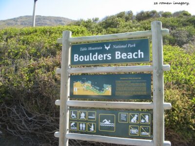 Boulders Penguin Colony Tour 08 Boulders Penguin Colony Tour 08