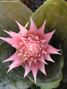 Bromeliad on Flower Photography Tour