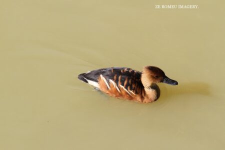 Brown duck at Ridge back wine farm tour