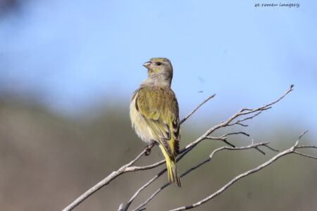 Bully Canary [1] (Serinus sulphuratus), Intaka Island