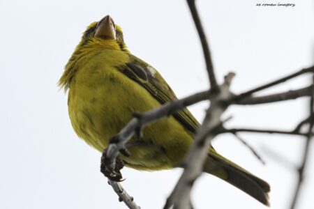 Bully Canary [2] (Serinus sulphuratus), Intaka Island