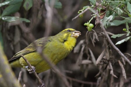 Bully Canary [3] (Serinus sulphuratus), Intaka Island