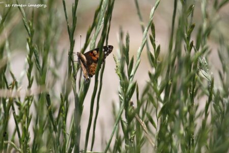 Butterfly Photography at Intaka Island