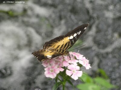 Butterfly at Butterfly world Exotic Animal World