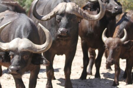 Cape Buffalo [1] on Safari Tour